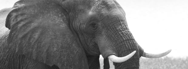 Elefantengrüsse aus Zimbabwe